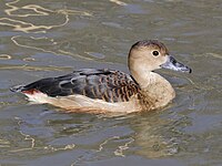 Duck, Lesser Whistling Dendrocygna javanica