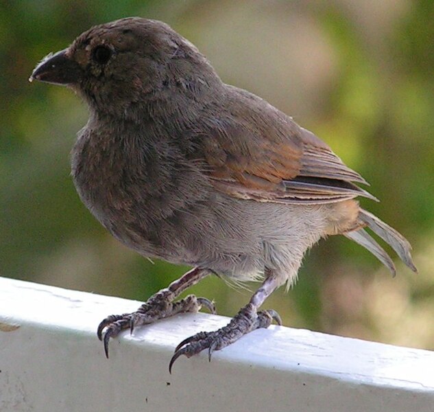 File:Lesser antillean bird3.jpg