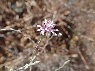 <i>Lessingia hololeuca</i> Species of flowering plant