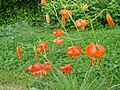 Lilium pumilum