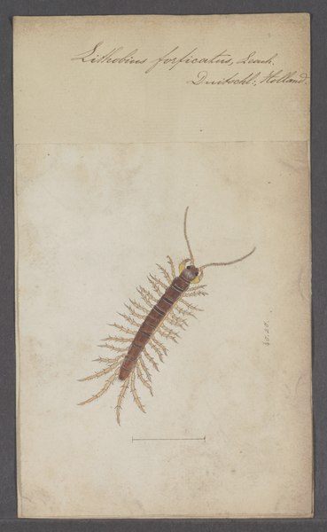 File:Lithobius - Print - Iconographia Zoologica - Special Collections University of Amsterdam - UBAINV0274 063 04 0004.tif