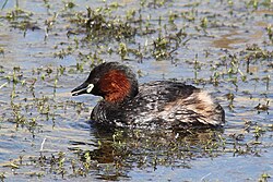 Mazais dūkuris (Tachybaptus ruficollis)