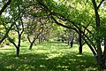Littlefield Garden Trees.jpg