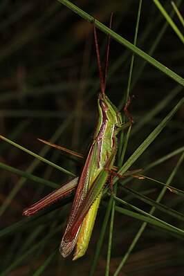 Mermiria picta