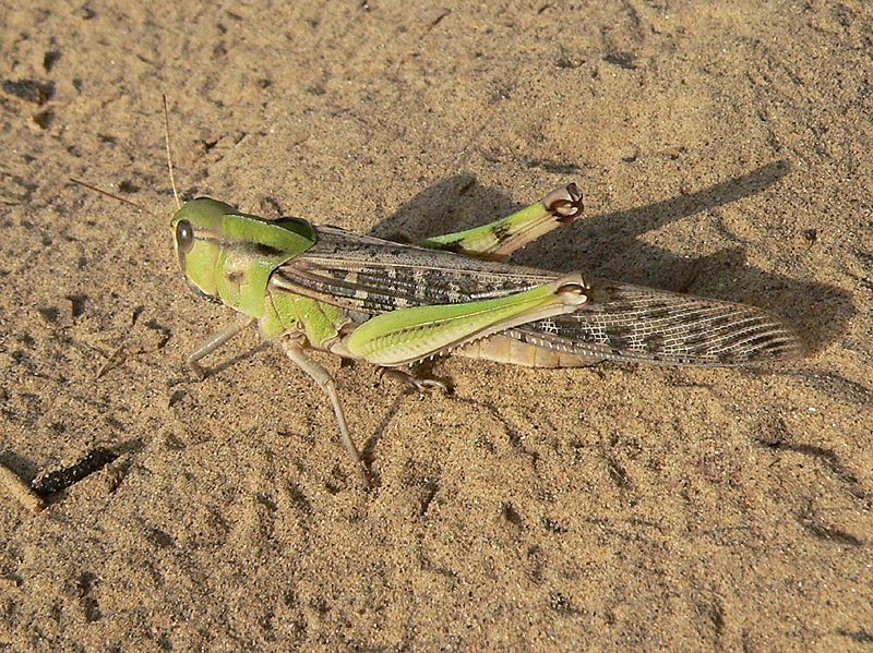 File:Locusta m. migratorioides female.jpg