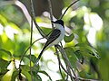 Loggerhead Kingbird RWD1.jpg