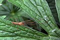 Tetragnatha montana