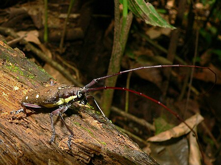 Taeniotes xanthostictus