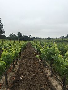 Early morning fog over a block of Chardonnay on the Napa side of the Los Carneros AVA Los Carneros Chardonnay.jpg