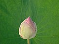 Lotus Flower (5541995268).jpg
