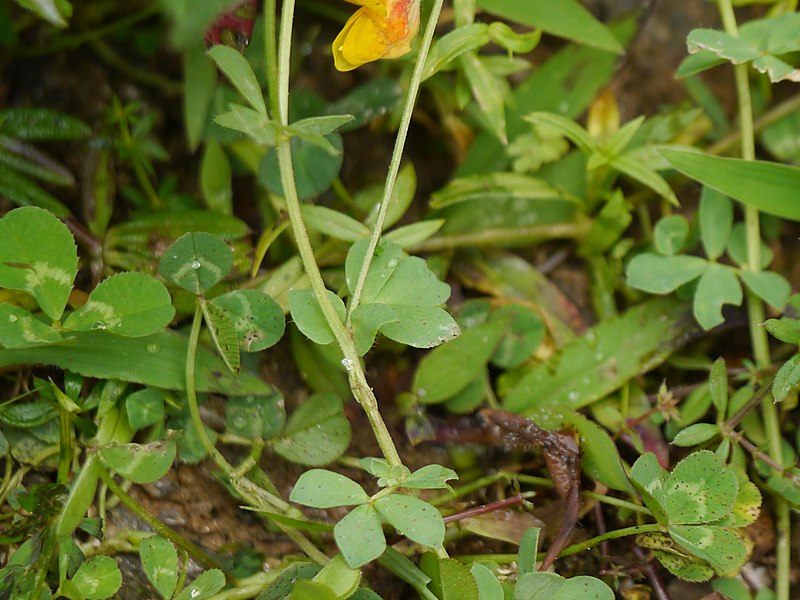 File:Lotus corniculatus (7775349820).jpg