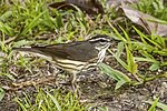 Thumbnail for Louisiana waterthrush