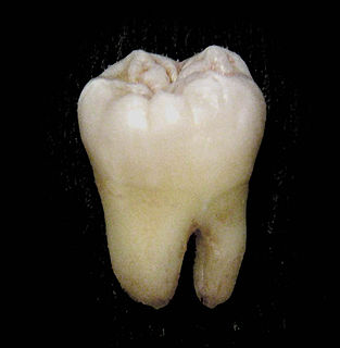 <span class="mw-page-title-main">Molar (tooth)</span> Large tooth at the back of the mouth