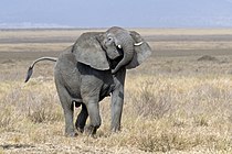 Słoń afrykański w Serengeti