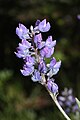 Lupinus latifolius