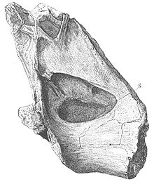 Lydekker 1893 Wealden Vertèbres Sauropodes.jpg