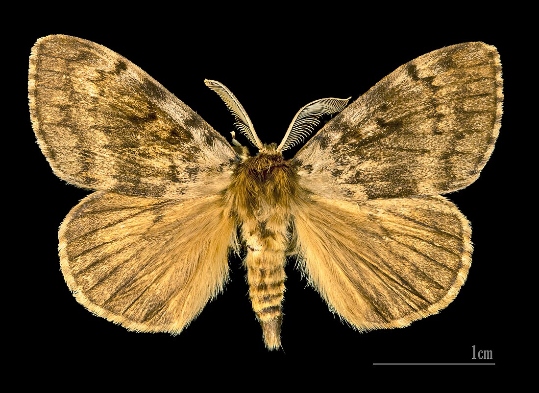 Lymantria dispar