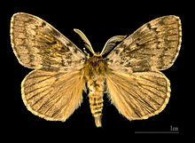 Lymantria dispar MHNT.CUT.2012.0.357 Col de Cricheto Bastelica man Dos.jpg