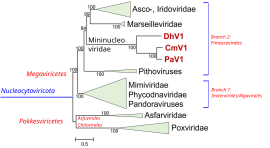 Nucleocytoviricota: Genom, Wirte, Vermehrungszyklus