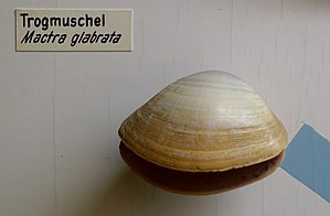 Mactra glabrata