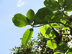 Magnolia caricifragrans (Q1611377)