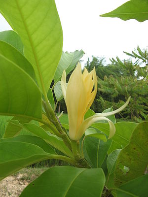 Trang Thơ Hoa  300px-Magnolia_champaca2