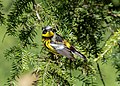 * Nomination Magnolia warbler in Prospect Park, in the Vale of Cashmere --Rhododendrites 16:34, 10 May 2021 (UTC) * Promotion  Support Good quality--Lmbuga 17:24, 10 May 2021 (UTC)
