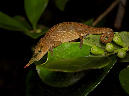 Tập_tin:Male_Long-nosed_Chameleon_(Calumma_gallus),_Vohimana_reserve,_Madagascar.jpg