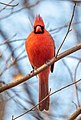 * Nomination Male northern cardinal in Prospect Park (Brooklyn, NY, USA) --Rhododendrites 18:34, 29 January 2023 (UTC) * Promotion  Support Good quality. --Rjcastillo 19:48, 29 January 2023 (UTC)