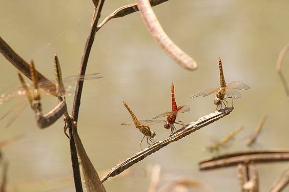 Male (red) and female scarlet dragonflies (Crocothemis erythraea) in Mali, sitting bottom up to present as less surface to the sun as possible