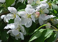 Malus pumila Mont-Royal 2013