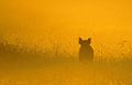 * Nomination Wildschwein auf einer Wiese im Nebel im SonnengegenlichtI, the copyright holder of this work, hereby publish it under the following license:. By User:GentsBilder --Shizhao 12:04, 21 May 2018 (UTC) * Decline  Oppose Good motive but oversharpened in the middle. --Ermell 06:57, 22 May 2018 (UTC)