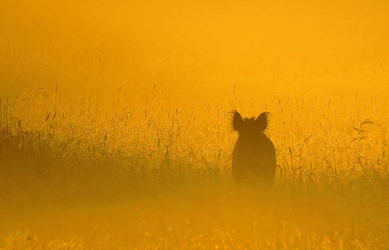 File:Mammals Wildschwein im Morgennebel.jpg