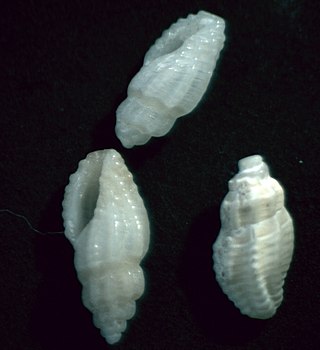 <i>Mangelia stosiciana</i> Species of gastropod