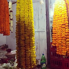 Marigold varieties prepared as offerings to a god during the Hindu festival of Maha Shivaratri