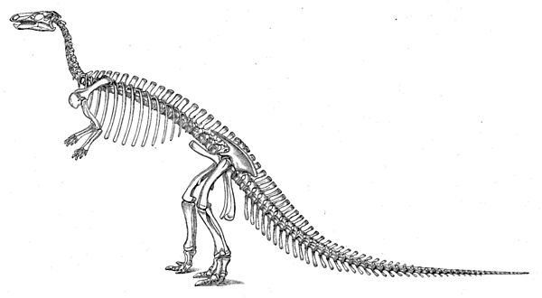 Historical skeletal restoration by O.C. Marsh, with skull based on remains now referred to Theiophytalia