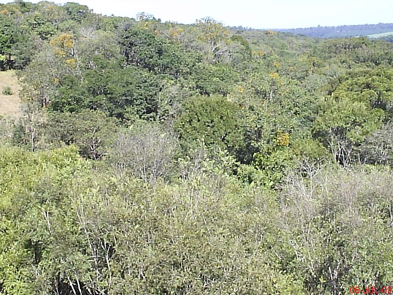 File:Mata sobre a ponte do Rio Corumbataí - Entrada de Analândia - panoramio.jpg