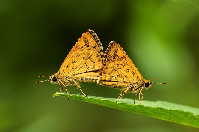 File:Mating posture of Ampittia dioscorides (Fabricius, 1793) – Bush Hopper DSC 1041.jpg