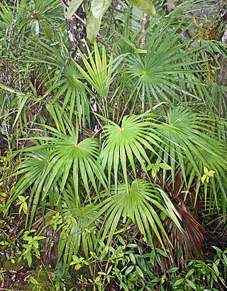 <i>Maxburretia</i> Genus of palms