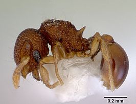 Mayriella transfuga