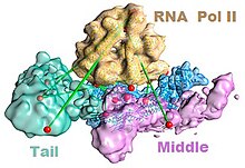 Mediator (coactivator) - Wikipedia