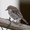 Dusky Robin (Melanodryas vittata)