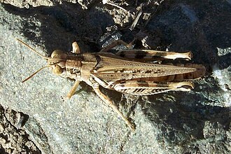 Devastating grasshopper, Melanoplus devastator Melanoplus devastator-Female-2.jpg