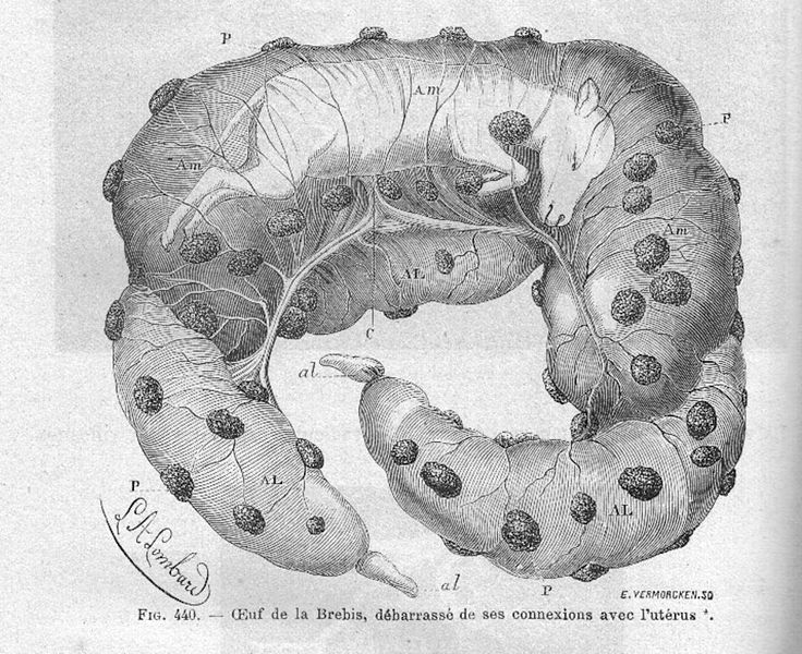 File:MembrFoetBrebisChauveau1890MeyCh.jpg