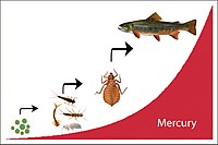 Mercury (Hg) Biomagnification Graphic (ba40f463-9f49-4a28-bcd9-a1e65a0d1dee).jpg