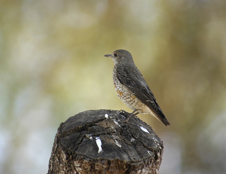 File:Merla roquera 01 (Monticola saxatilis).jpg