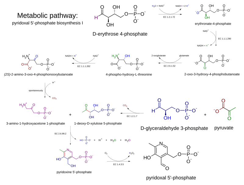 Metabolik yol- piridoksal 5'-fosfat biyosentezi I v 2.0.svg