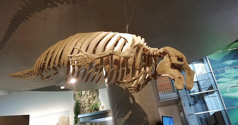 File:Metaxytherium medium.jpg