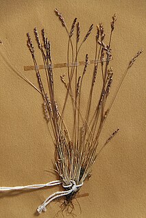 <i>Mibora minima</i> Species of grass