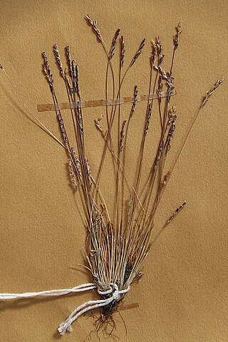 <i>Mibora minima</i> Species of grass